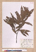 Litsea acutivena Hayata 銳脈木薑子