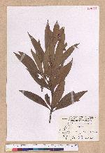Litsea acutivena Hayata 銳脈木薑子