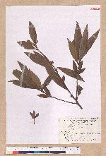 Litsea acutivena Hayata 銳脈木薑子