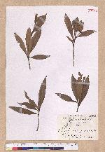 Litsea acutivena Hayata 銳脈木薑子