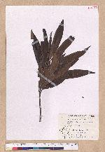 Litsea acutivena Hayata 銳脈木薑子