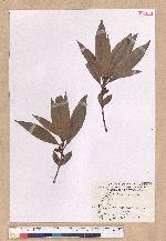 Litsea acutivena Hayata 銳脈木薑子
