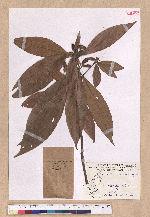 Litsea acutivena Hayata 銳脈木薑子