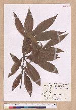 Litsea acutivena Hayata 銳脈木薑子