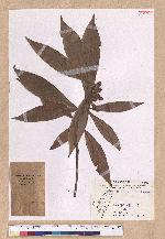 Litsea acutivena Hayata 銳脈木薑子