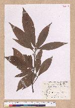 Litsea acutivena Hayata 銳脈木薑子
