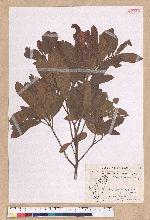 Litsea hypophaea Hayata 小梗木薑子(黃肉樹)