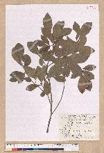 Litsea hypophaea Hayata 小梗木薑子(黃肉樹)