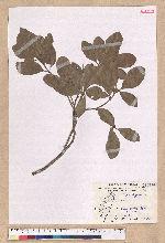 Litsea hypophaea Hayata 小梗木薑子(黃肉樹)