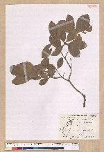 Litsea hypophaea Hayata 小梗木薑子(黃肉樹)