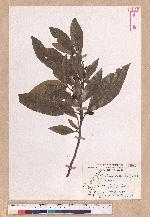 Litsea akoensis Hayata 屏東木薑子