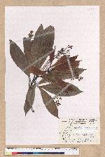 Machilus japonica Siebold et Zucc. var. kusanoi (Hayata) Liao 大葉楠