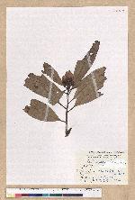 Machilus japonica Siebold et Zucc. var. kusanoi (Hayata) Liao 大葉楠