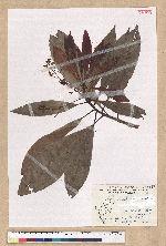 Machilus japonica Siebold et Zucc. var. kusanoi (Hayata) Liao 大葉楠