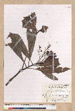 Machilus japonica Siebold et Zucc. var. kusanoi (Hayata) Liao 大葉楠
