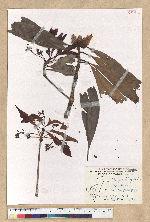 Machilus pseudolongifolia (Hayata) Kost.