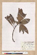 Machilus pseudolongifolia (Hayata) Kost.