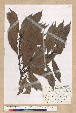 Machilus pseudolongifolia (Hayata) Kost.