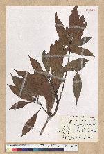 Machilus pseudolongifolia (Hayata) Kost.
