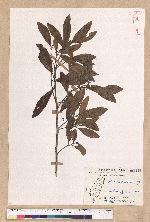 Litsea morrisonensis Hayata 玉山木薑子