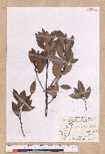 Litsea coreana H. Levl. 鹿皮斑木薑子