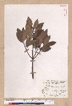 Litsea coreana H. Levl. 鹿皮斑木薑子