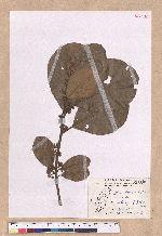 Litsea akoensis Hayata 屏東木薑子