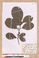 Litsea akoensis Hayata 屏東木薑子