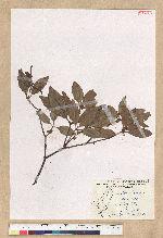 Neolitsea hiiranensis Liu & Liao 南仁山新木薑子