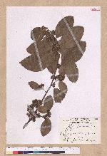Litsea akoensis Hayata 屏東木薑子