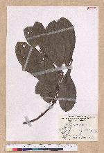 Litsea akoensis Hayata 屏東木薑子