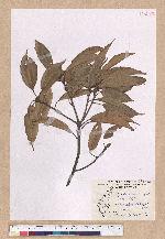 Cyclobalanopsis morii (Hayata) Schott. 森氏櫟(赤椆)