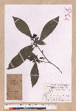 Litsea akoensis Hayata 屏東木薑子