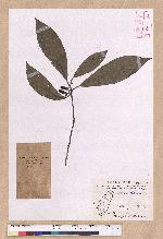 Litsea akoensis Hayata 屏東木薑子