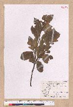 Litsea akoensis Hayata 屏東木薑子