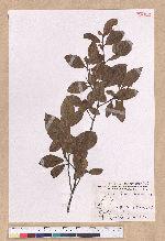 Litsea akoensis Hayata 屏東木薑子