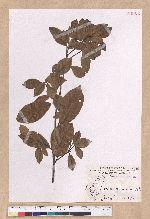 Litsea akoensis Hayata 屏東木薑子