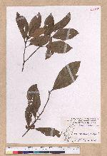 Litsea akoensis Hayata 屏東木薑子