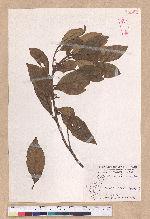 Litsea akoensis Hayata 屏東木薑子