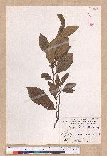 Litsea akoensis Hayata 屏東木薑子
