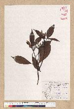Machilus thunbergii Siebold & Zucc. 紅楠(豬腳楠)