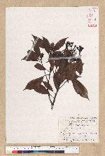 Machilus thunbergii Siebold & Zucc. 紅楠(豬腳楠)