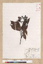 Machilus thunbergii Siebold & Zucc. 紅楠(豬腳楠)