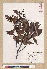 Machilus thunbergii Siebold & Zucc. 紅楠(豬腳楠)