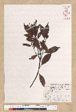 Machilus thunbergii Siebold & Zucc. 紅楠(豬腳楠)