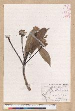 Machilus japonica Siebold et Zucc. var. kusanoi (Hayata) Liao 大葉楠