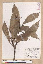 Machilus japonica Siebold et Zucc. var. kusanoi (Hayata) Liao 大葉楠