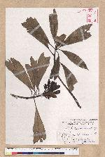 Machilus japonica Siebold et Zucc. var. kusanoi (Hayata) Liao 大葉楠