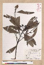 Machilus japonica Siebold et Zucc. var. kusanoi (Hayata) Liao 大葉楠