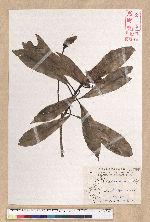 Machilus japonica Siebold et Zucc. var. kusanoi (Hayata) Liao 大葉楠